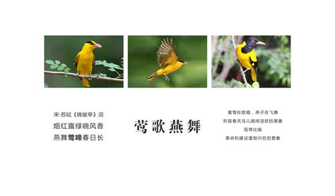 宋时明月品牌策划设计_VI设计_郑州树标文化传播有限公司