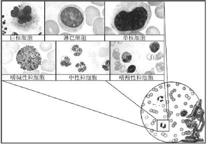 [题][图]外周血正常白细胞形态及常见的异常白细胞形态