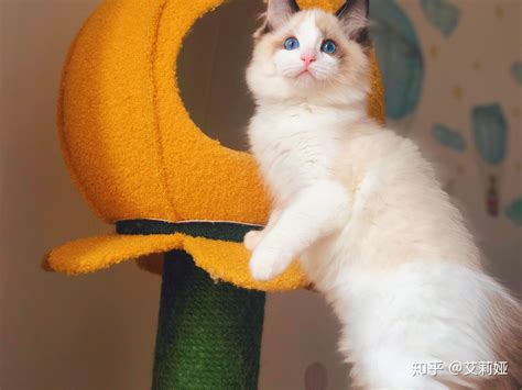 4K宠物猫银渐层布偶猫咪猫猫mov格式视频下载_正版视频编号130314-摄图网