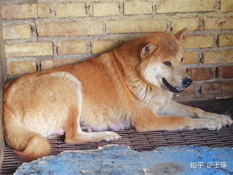 藏在广东的“五红金钱尾”潮州犬，还能再见到吗？ - 知乎