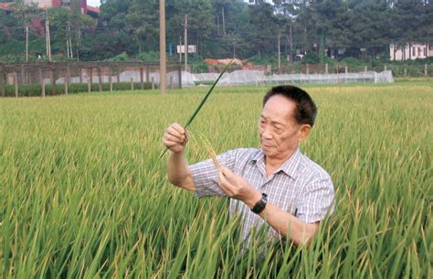一周年祭丨袁隆平：当代神农的水稻奇迹