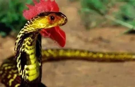鸡冠蛇真的存在吗，神话中的蛇精/虎斑颈槽蛇(图片)-小狼观天下