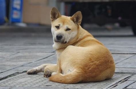 世界上寿命最长的狗:30岁,相当人类203岁 - 弹指间排行榜