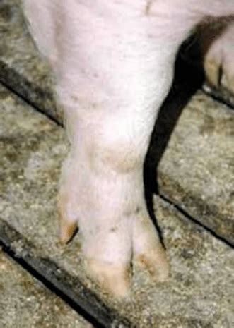 后备母猪管理#1|后备母猪选择、驯化和营养管理_唾液_阴户_荷兰