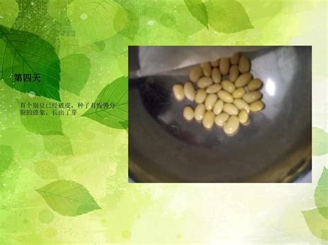 生黄豆芽的过程 小学豆芽生长及发芽的过程观察日记100字_第二人生