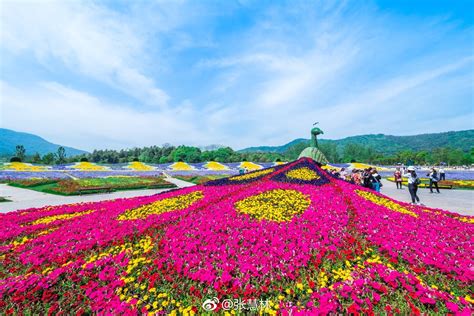 呼和浩特这片花海太美了，全国网友都想来！_澎湃号·政务_澎湃新闻-The Paper