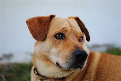 9 Jenis Anjing Peliharaan yang Ramah untuk Pemula - Tokopedia Blog