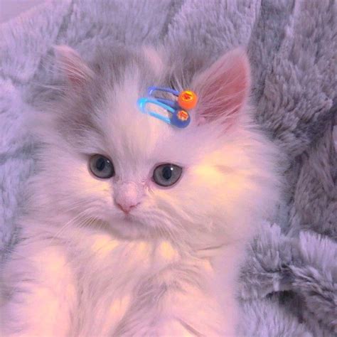 非主流粉红猫咪头像