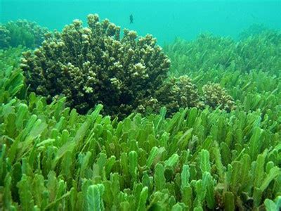 巨藻为什么会被称为“海藻王”？_十万个为什么