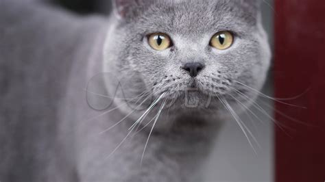 蓝白猫是什么品种（英短猫的性格跟特点） - 胖萌舍宠物网