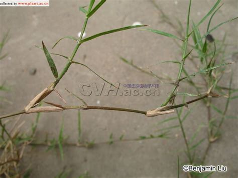 屋根草（Crepis tectorum）为菊科还阳参属下的一个种