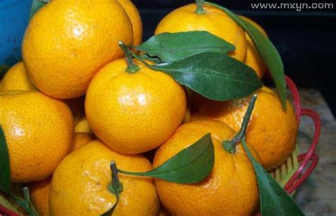 树上的橘子成熟的橘子黑山柑桔树橘园树上结了很多果高清图片下载-正版图片507376985-摄图网