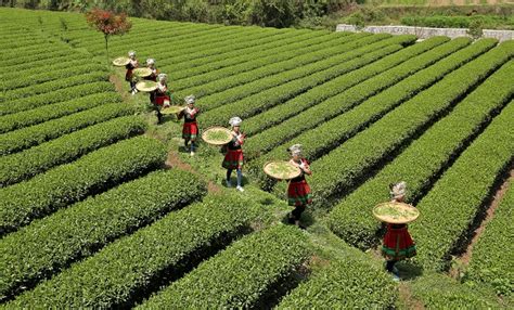 建成全国最大黄茶生产基地！广元旺苍黄茶茶园面积今年底将达4.1万亩_四川在线