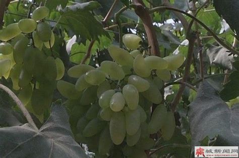 产品展示-上海平棋葡萄种植专业合作社