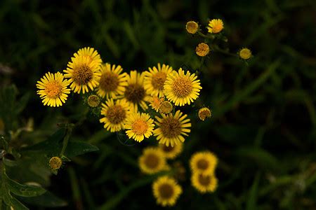 春天的草地上的野花背景图片 - 免费可商用图片 - CC0素材网