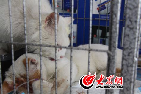 多名反虐猫志愿者遭人肉被寄祭祀品，曾曝范源庆虐猫事件_凤凰网视频_凤凰网