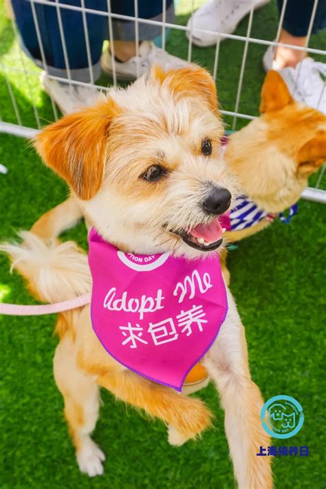 惠州哪有免费领养流浪的宠物狗。我想领养一只？ 深圳流浪狗收养中心_每日生活网