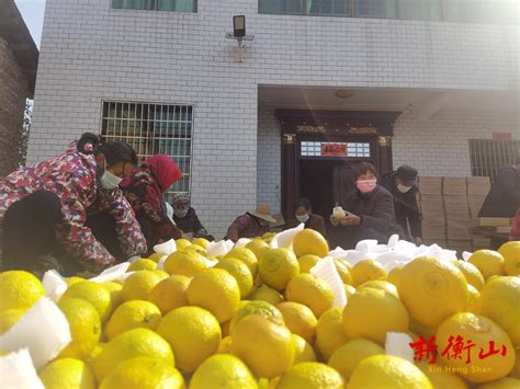 “柚”香“柚”甜 永和乡黄金贡柚迎来丰收-衡山县人民政府门户网站