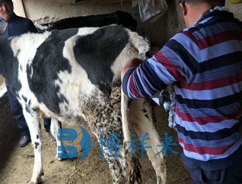 使用进口牛用B超检测母牛分娩时胎位情况_恒锦莱兽用B超机厂家