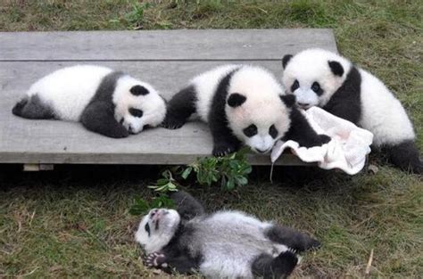 中国首次北方高纬度地区饲养熊猫的名字确定_新闻频道_中国青年网