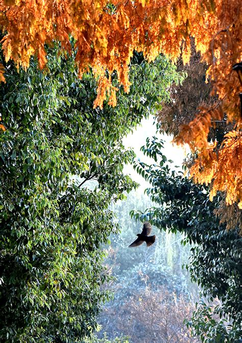 充满多彩和明亮的秋天深处森林高清图片下载-正版图片506670905-摄图网