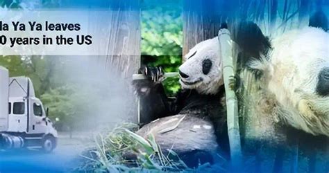 [视频]旅美大熊猫“宝宝”成长记（组图） - 社会民生 - 红网视听