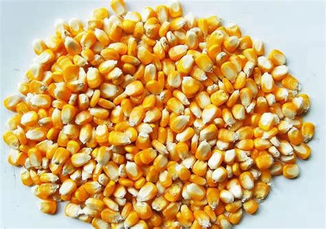 适合北京种植的玉米品种有哪些？ - 惠农网