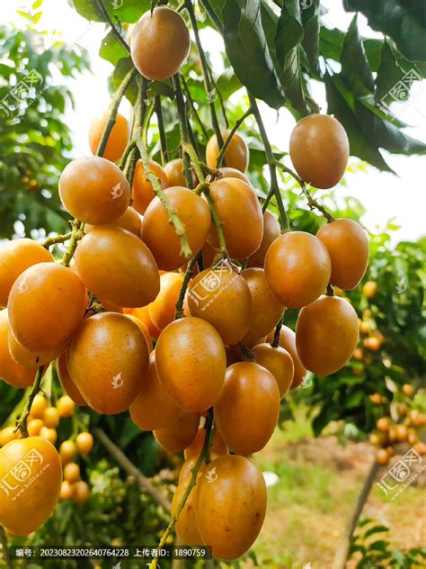 黄皮果树的栽培与管理-农百科