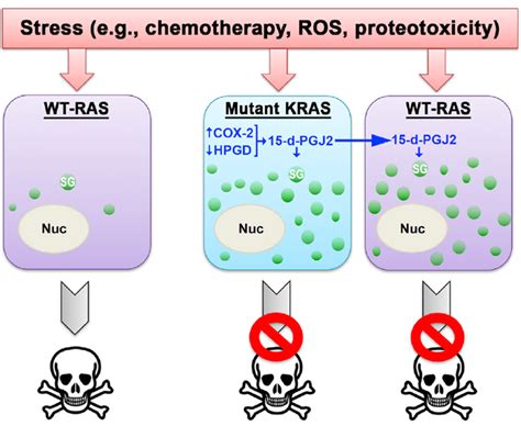 「青莲聚焦」KRAS突变肿瘤的分子分型和治疗新策略_亚型