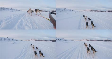 冬季雪地中的雪橇犬高清图片下载-正版图片600876110-摄图网