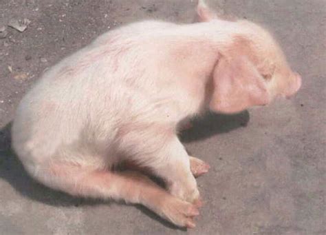 猪场常见免疫抑制性疾病病因及防控措施 - 猪好多网