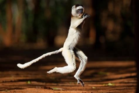 狐猴 动物 哺乳动物 猴子 马基 性质图片免费下载 - 觅知网