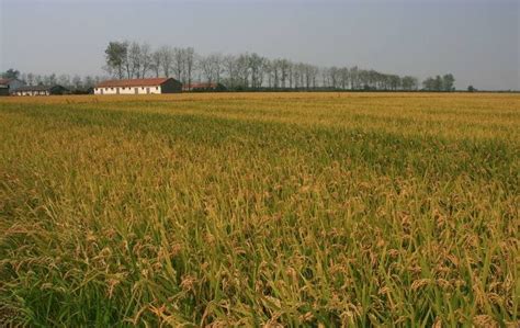 这个农场，把景观小品和泰式场景建在稻田里，迅速成为网红！_草垛_餐厅_阅览室