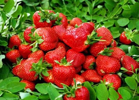草莓盆栽怎么种 草莓的家庭繁殖栽培方法_爱花网