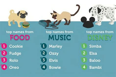 英国人最爱给宠物起的英文名TOP10-新东方网
