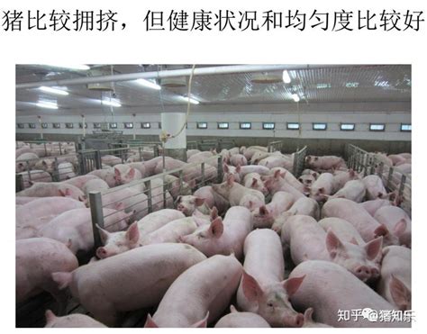 你的猪舍设计合理吗？_养猪场_中国保健养猪网