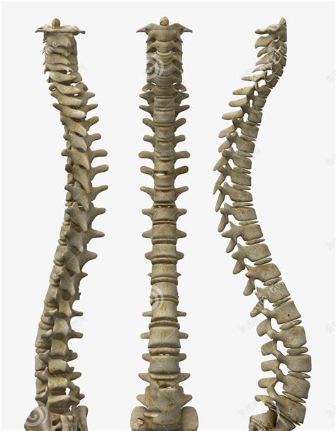 人体脊椎骨png图片免费下载-素材7QikWqUVV-新图网