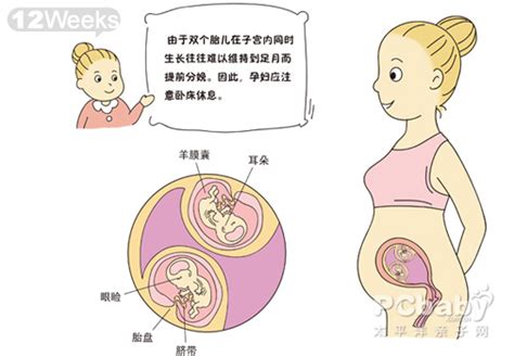【大图】怀孕12周_双胞胎胎儿发育图_科普图库_太平洋亲子网