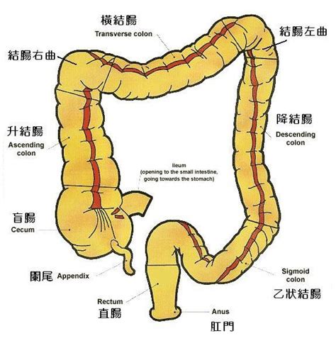 正常盲肠和阑尾解剖图-人体解剖图,_医学图库