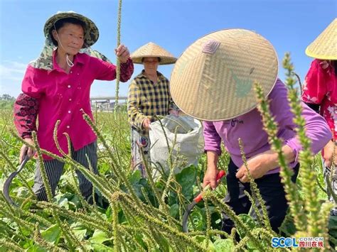 中国水稻种植区划_双季稻