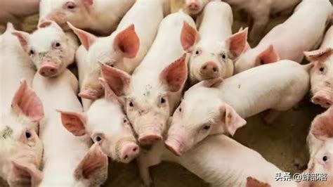 农业农村部：生猪产能已恢复，猪价进军5元深水区，下跌原因找到 - 行业信息交流/杂谈 鸡病专业网论坛