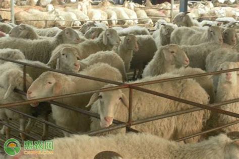 肉羊养殖的利润与成本，养殖肉羊的成本与利润分析，如何选择品种