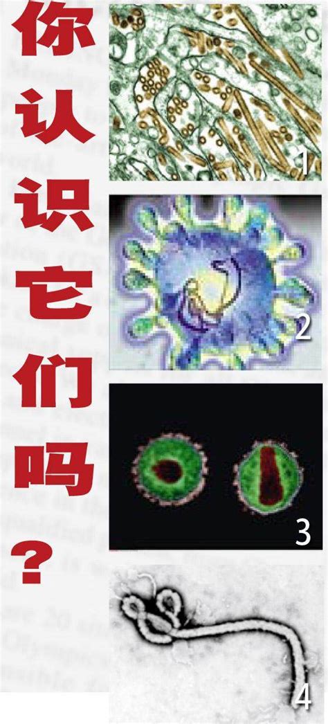和病毒一起进化 | 中国国家地理网