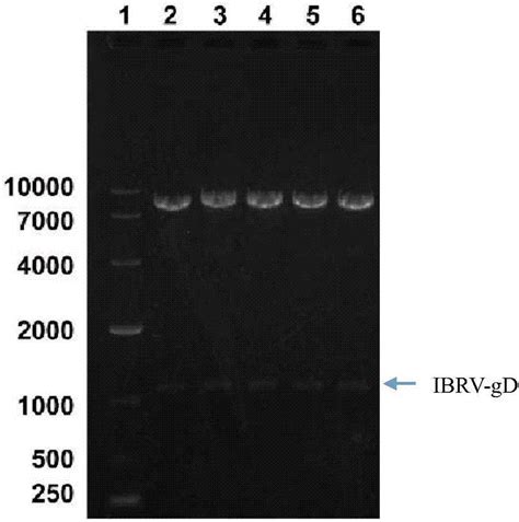 CHO-K1 中国仓鼠卵巢细胞k1 亚克隆系 -原代细胞-STR细胞-细胞培养基-赛百慷生物