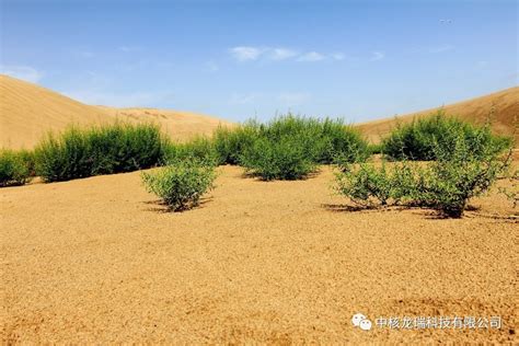 美丽的骆驼草图片,戈壁骆驼草图片,骆驼草图片大全大图片_大山谷图库