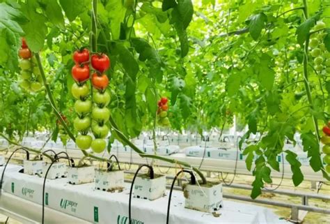 西红柿高产管理技术，轻松增加产量，农民收益节节高 - 知乎