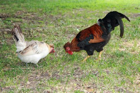 骄傲的公鸡与红冠在绿草上和一只高清图片下载-正版图片503297493-摄图网