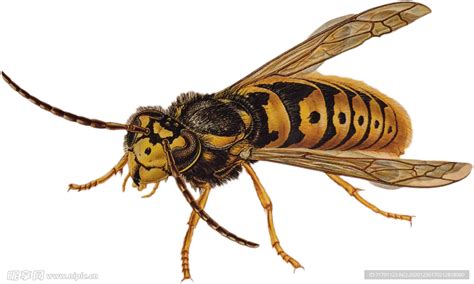 约马蜂-中国昆虫生态-图片