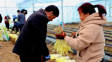 海东市互助土族自治县采收新鲜蔬菜捐赠给西宁市城东区人民政府