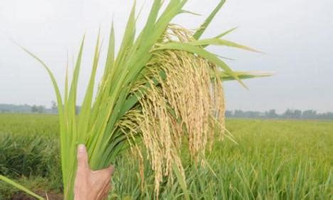 【南\/北方水稻种植时间_一年几熟_什么时候成熟| 南方的早稻和晚稻播种和收获的时间都】_傻大方
